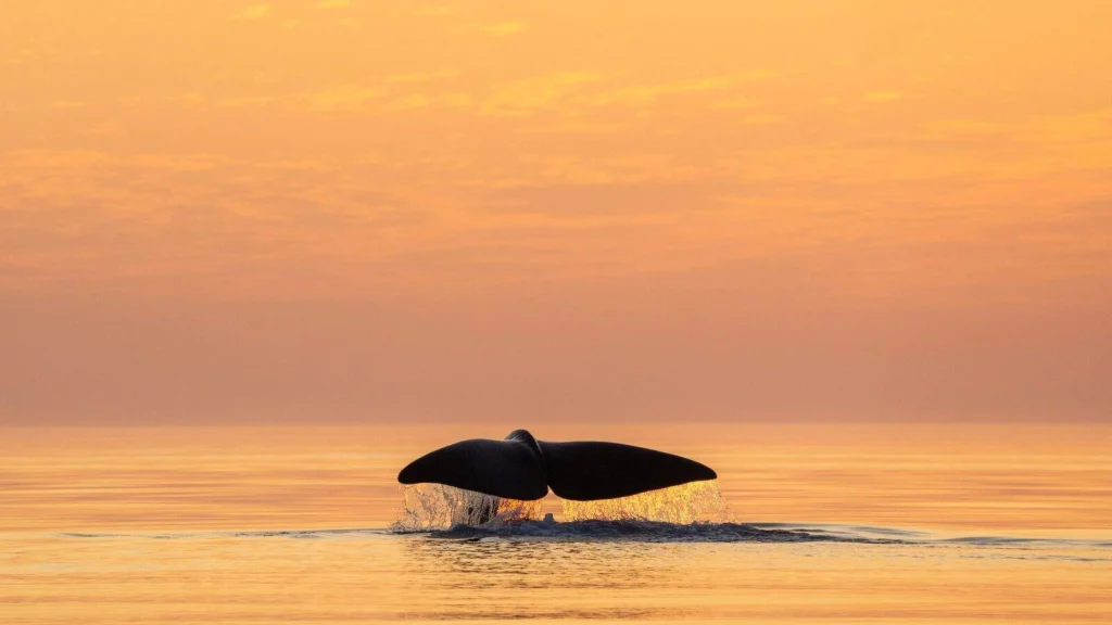 safari ballenas vesteralen noruega